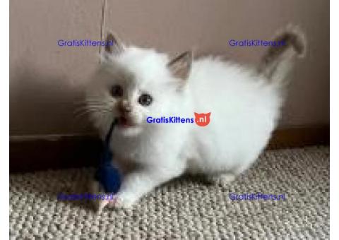 Ragdoll-kittens met stamboom