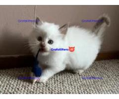 Ragdoll-kittens met stamboom
