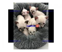 Schattige Siamese kittens met papieren