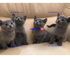 Blauwe Rus kittens te koop