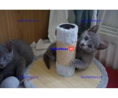 Blauwe Rus kittens te koop