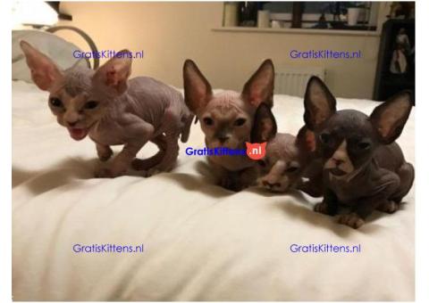 Sphynx-kittens