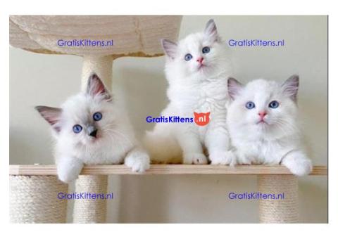 Ragdoll kittens voor een nieuw huis