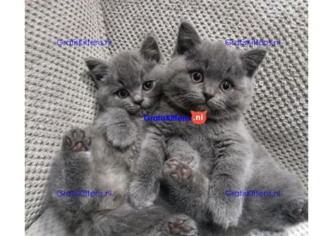 Britse Korthaar Kittens