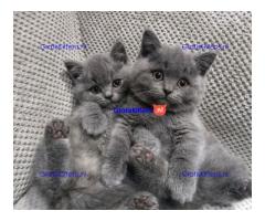 Britse Korthaar Kittens