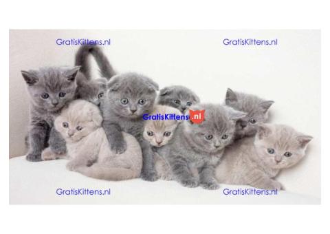 Britse Korthaar/Scottish Fold Blauw en Lilac kitten