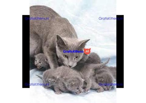 Russische blauwe kittens