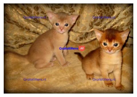 abyssinian kittens