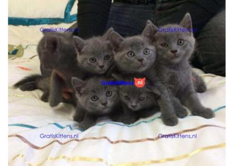 Russische blauwe kittens