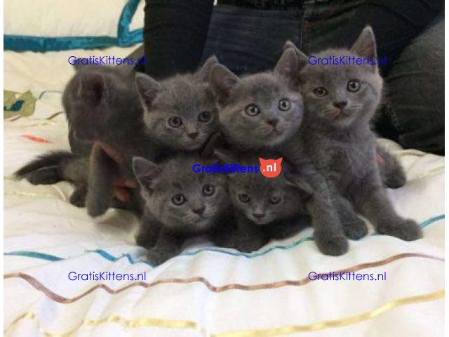 Russische blauwe kittens