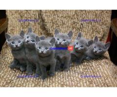 Russische blauwe kittens