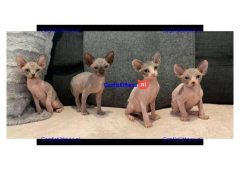 Ik heb een paar lieve Sphynx kittens beschikbaar voor adoptie