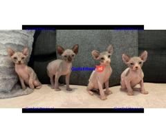 Ik heb een paar lieve Sphynx kittens beschikbaar voor adoptie