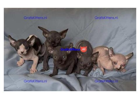 Ik heb een paar lieve Sphynx kittens beschikbaar voor adoptie