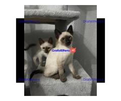 We hebben 3 schattige Siamese kittens