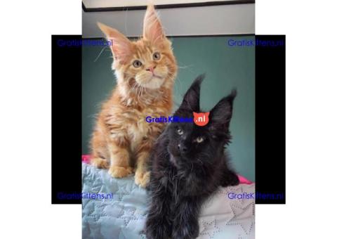 Op zoek naar een liefdevol thuis voor deze schattige Maine Coon kittens!