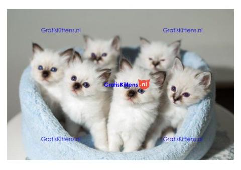 Burmese Kittens Onze prachtige ooit