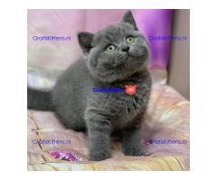 Britse Korthaar/Scottish Fold Blauw en Lilac kitten €  Whatsapp-nummer: +31 6 877 322 95