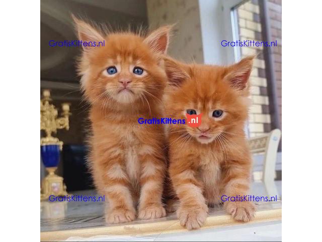 maine coon kitten