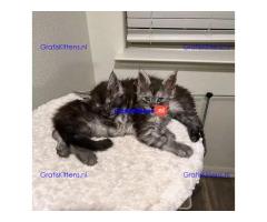 maine coon kitten