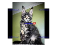 maine coon kitten