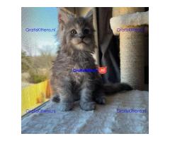 maine coon kitten