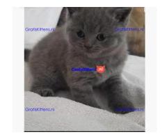 Britse Korthaar/Scottish Fold Blauw en Lilac kitten