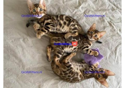 Bengaalse kittens beschikbaar