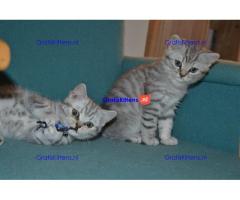 Schotse vouwkittens