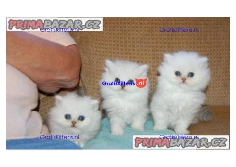 Perzische kittens ter adoptie.