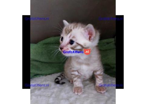 Beschikbare kittens/Whatsapp: https://wa.me/+3197010283875.