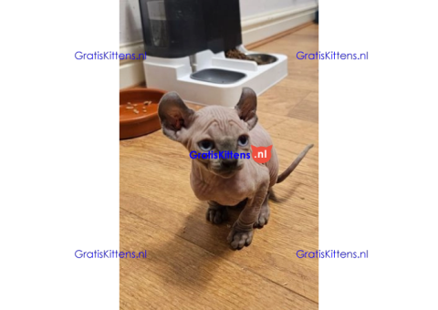Beschikbare kittens/Whatsapp: https://wa.me/+3197010283875.
