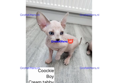 Beschikbare kittens/Whatsapp: https://wa.me/+3197010283875.