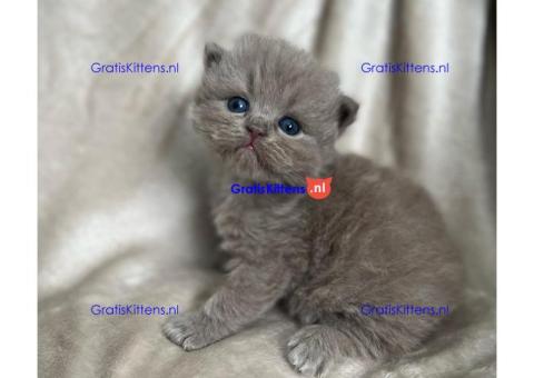 Beschikbare kittens/Whatsapp: https://wa.me/+3197010283875.