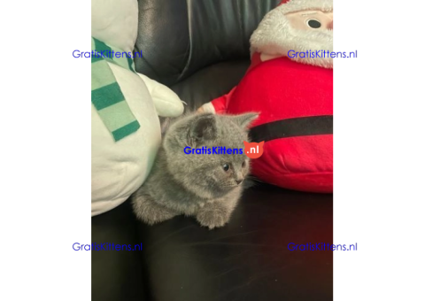 Beschikbare kittens/Whatsapp: https://wa.me/+3197010283875.