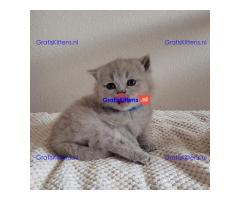 Beschikbare kittens/Whatsapp: https://wa.me/+3197010283875.