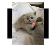 Beschikbare kittens/Whatsapp: https://wa.me/+3197010283875.