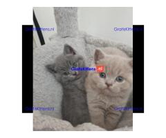 Beschikbare kittens/Whatsapp: https://wa.me/+3197010283875.