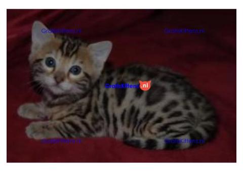 Schattige Bengaalse kittens ter adoptie