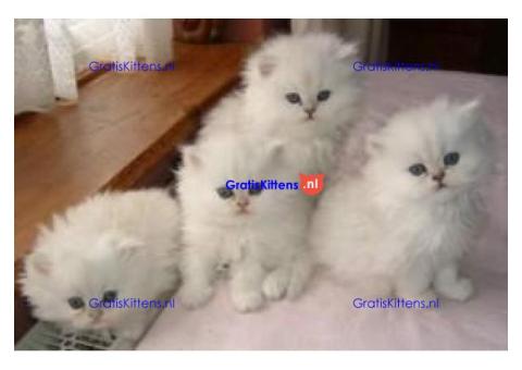 Gezonde Perzische kittens ter adoptie