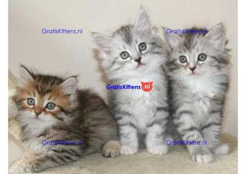 Vriendelijke Maine Coon kittens ter adoptie.