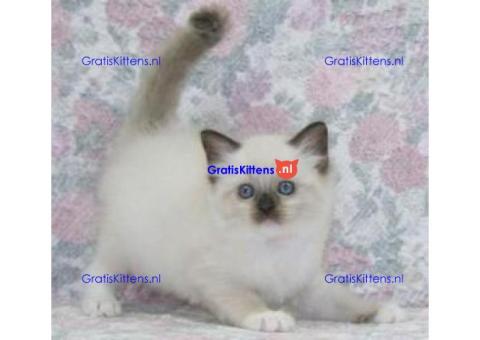 Ragdoll kittens ter adoptie