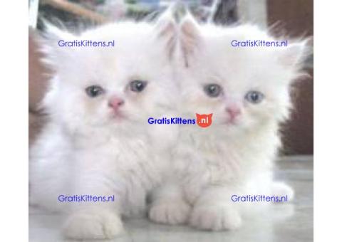 Perzische kittens ter adoptie.
