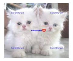 Perzische kittens ter adoptie.