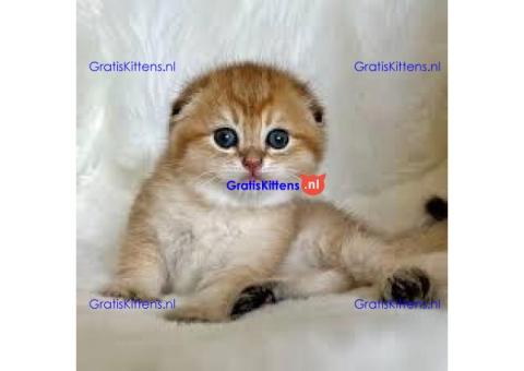 Prachtige Scottish Fold Kittens (Perzische Mix)