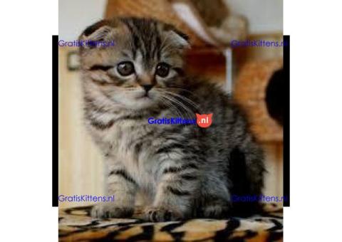 UNIEKE SCOTTISH FOLD&STRAIGHT KITTENS