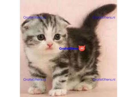 SCOTTISH Fold Straight TICA GEREGISTREERD