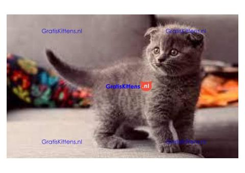 ALLES GERESERVEERD!Scottish Fold kittens voor reservering