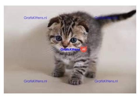 ALLES GERESERVEERD!Scottish Fold kittens voor reservering