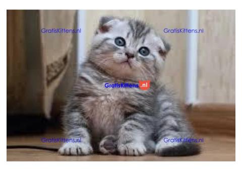 scottish fold kittens nest van 4